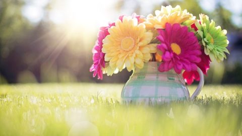 flores, luces