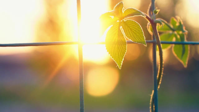 No precave pasivamente a los falsos Cristos y recibe el regreso del Señor con júbilo(I)